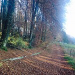 Marche gourmande